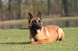 MALINOIS 1136